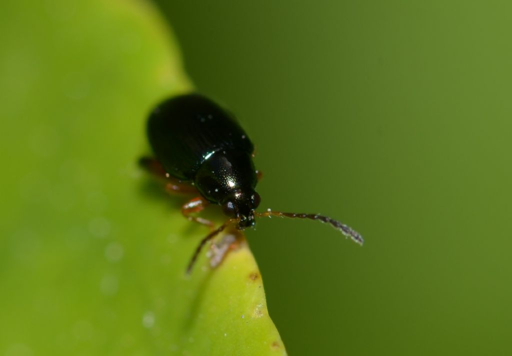 Chrysomelidae: Psylliodes? Si direbbe di s ma ...sp.